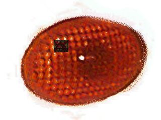 VAN WEZEL 3776913 Фонарь указателя поворота для OPEL COMBO (Опель Комбо) VAN WEZEL 3776913 Фонарь указателя поворота для OPEL COMBO (Опель Комбо)